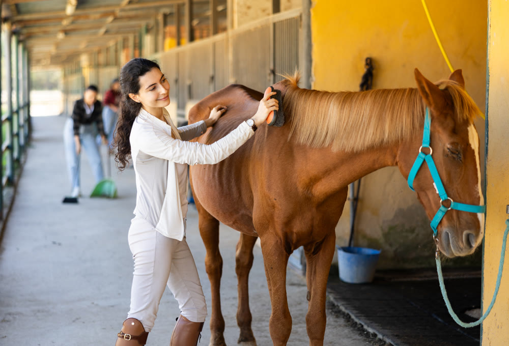 Young woman combing horse croup