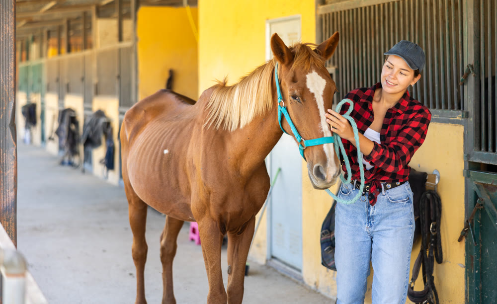 Positive female worker takes horse out of stall, holds animal by bridle and leads pet for walk