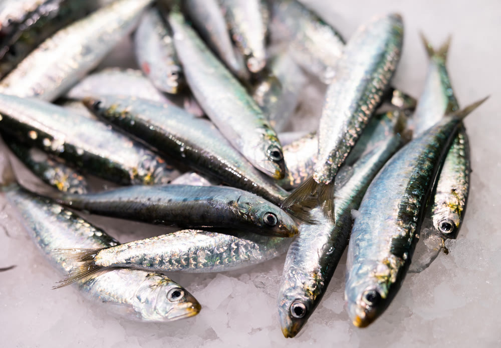 Crumbled ice, pile of sardine fish carcasses lie on its surface, close up