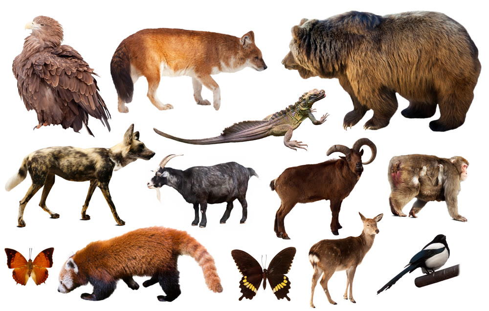 asia animals isolated