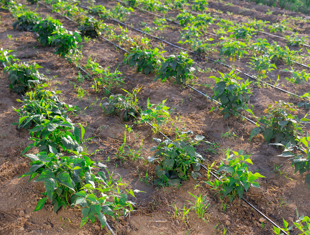 Beds of bell pepper growing in harvest field